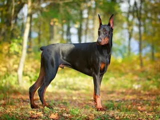 10 Working Dog Breeds (With Info & Pictures)