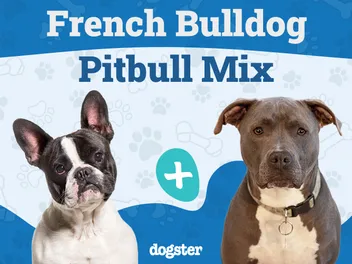 French Bulldog Pitbull Mix Dog Breed: Info, Pictures, Care & More