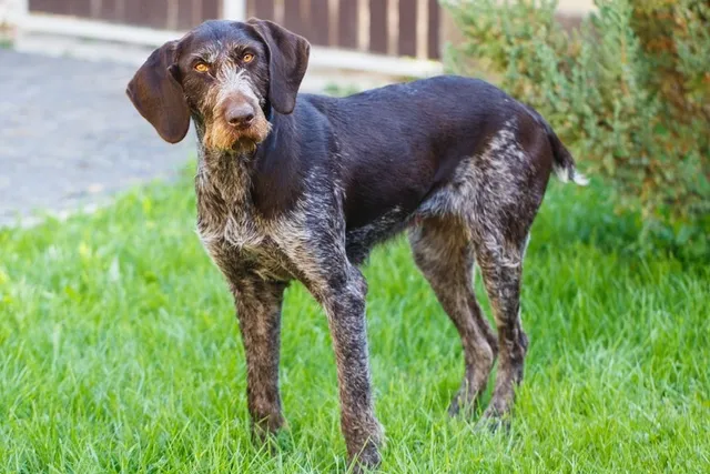 German Wirehaired Pointer Dog Breed: Info, Pictures, Care & More