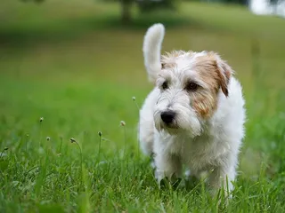 6 Cool Off-Leash Dog Parks Near Quincy, MA (2026 Update)