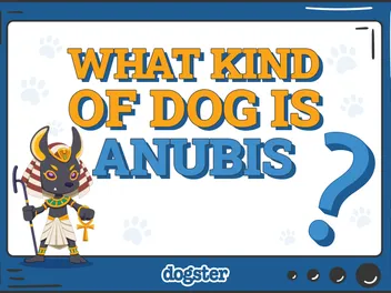 What Dog Breed Is Anubis? Interesting Facts & History