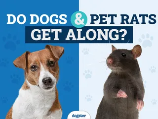 Can Dogs & Pet Rats Get Along? 6 Vet-Approved Ways to Help It