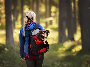8 Best Dog Backpack Carriers for Hiking in 2026 - Reviews & Top Picks