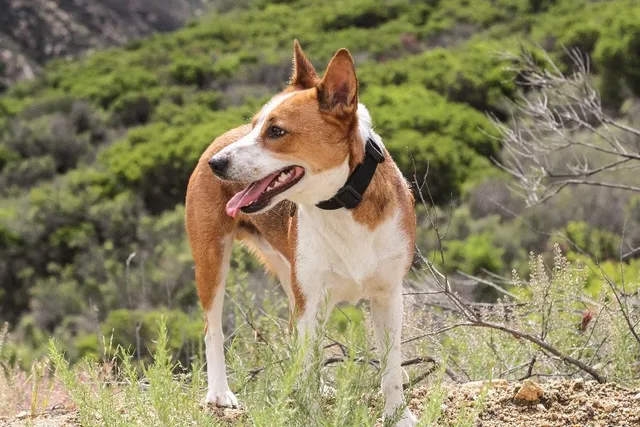 Feist Dog Breed Info: Pictures, Facts, Traits & More