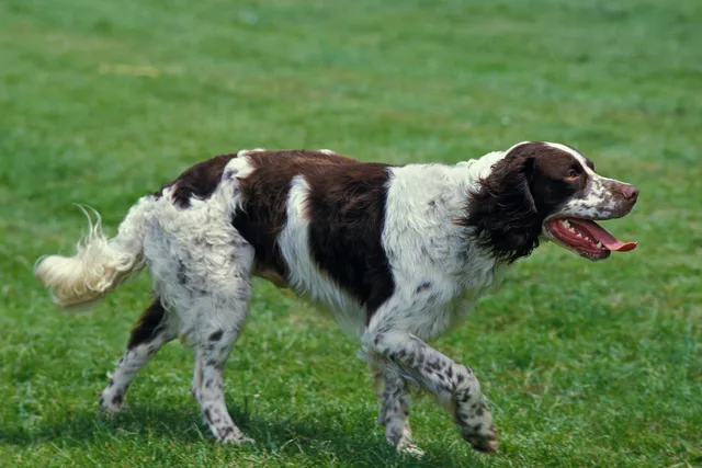 French Spaniel Dog Breed: Info, Pictures, Traits & More