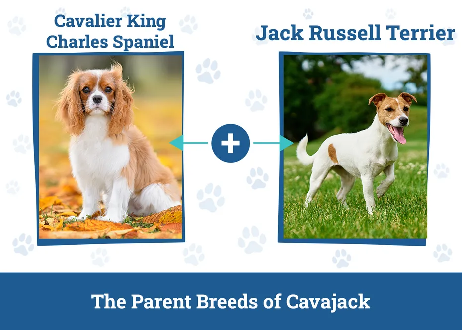 Parent Breeds of Cavajack