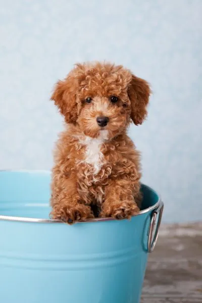 Red Bichon Poo in a Bucket