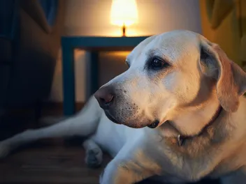 How to Help Your Restless & Pacing Dog at Night: 10 Vet-Approved Tips