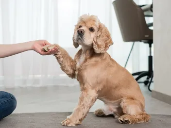 How Smart Are Cocker Spaniels? Vet-Verified Canine Intelligence Facts
