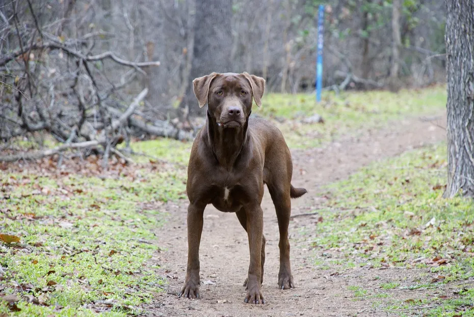 brown labrador retriever in the forest
