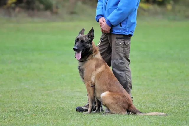How Much Does It Cost to Train a Service Dog? 2026 Pricing Update