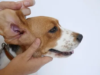 Why Do My Dog’s Ears Smell: 5 Vet-Reviewed Reasons