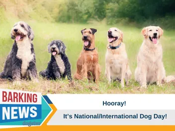 Hooray For National/International Dog Day!
