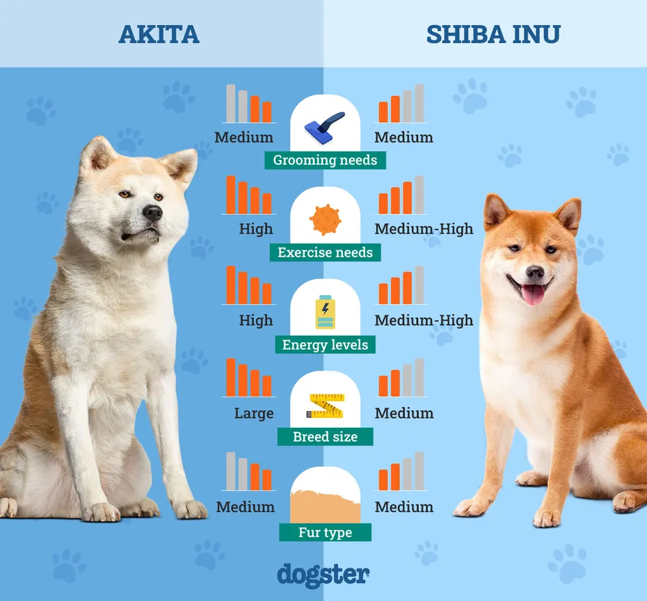 Dogster_Side by Side Comparison_ Akita vs Shiba Inu