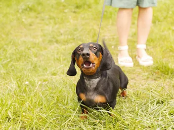 Do Dachshunds Bark a Lot & How Much? 5 Vet-Approved Tips to Stop It