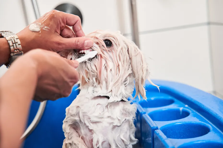 Groomer brushing Maltipoos teeth