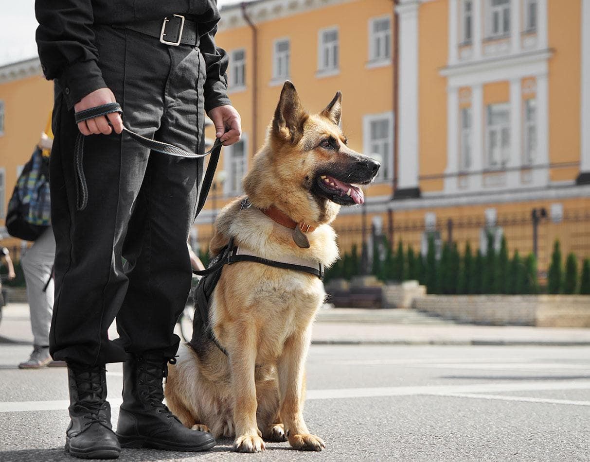 german shepherd police dog