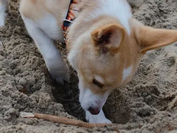 Why Do Dogs Bury Things? Vet-Verified Behavior Explained