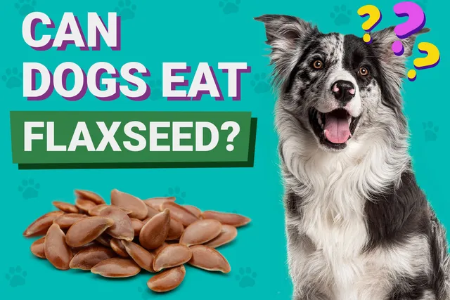 Can Dogs Eat Flaxseed? Vet Reviewed Diet & Health Facts