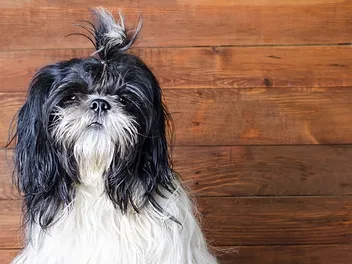 How Long Will My Shih Tzu Be in Heat? Vet Reviewed Facts & FAQ