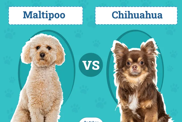 Maltipoo vs. Chihuahua: What’s the Difference? (With Pictures)