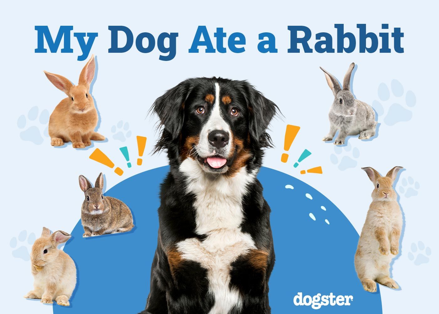 My Dog Ate a Rabbit