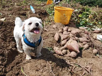 Is Sweet Potato Good for Dogs With Pancreatitis? (Vet Answer)