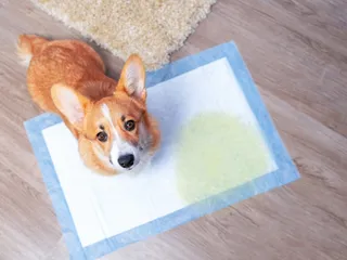 10 Common Dog Potty Training Issues (Vet-Verified)