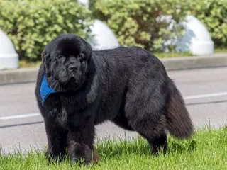 Newfoundland Dog Grooming: 9 Easy & Effective Tips