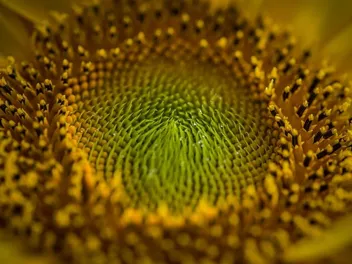 Can Dogs Be Allergic to Pollen? Our Vet Explains