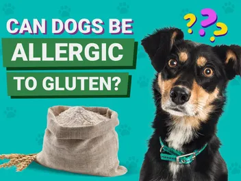 Can Dogs Be Allergic to Gluten? Vet-Verified Signs & Diagnosis