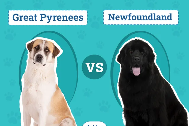 Great Pyrenees vs Newfoundland: Differences Explained (With Pictures)