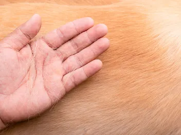 Can Dog Hair Pierce Human Skin? Info, Treatment & Prevention