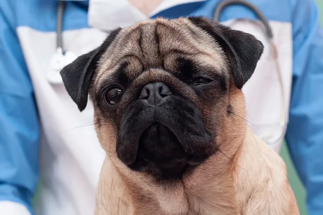 How Much Do Pugs Fart? Vet-Verified Facts & FAQ