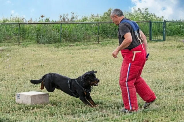 How to Train a Rottweiler to Be a Guard Dog (Vet-Reviewed Step-by-Step Guide)