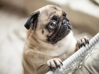 10 Cool & Fun Facts About Pugs for Dog Lovers