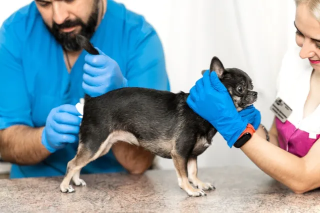 Why Do Dogs Anal Glands Fill Up? Vet-Approved Facts & FAQ