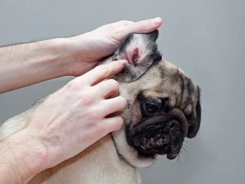 Ear Mites in Dogs: Vet-Verified Signs, Causes & Treatment Options