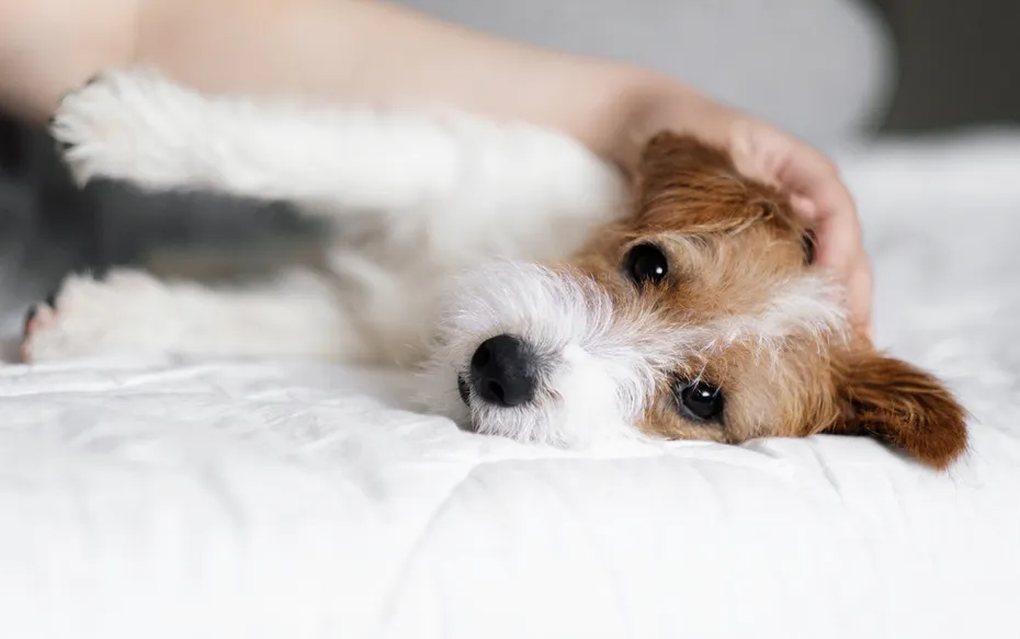 jack russell terrier puppy lying on bed
