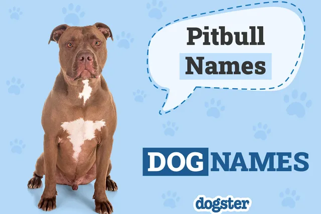 206 Awesome Pitbull Names for Your Tough & Smart Dog