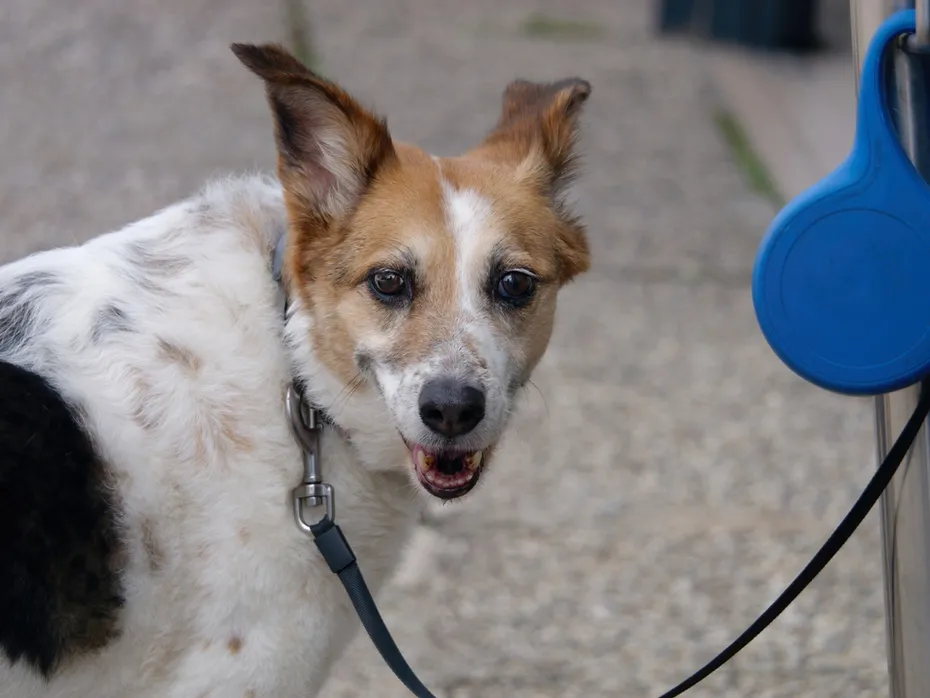 Norrbottenspets dog on a leash outdoor