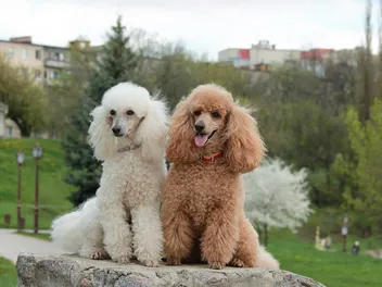 Do Poodles Have Hair or Fur? Breed Facts