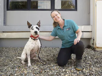 North Queensland Cats and Dogs Shelter Takes a Pragmatic Approach to Give Neglected Animals a Second Chance