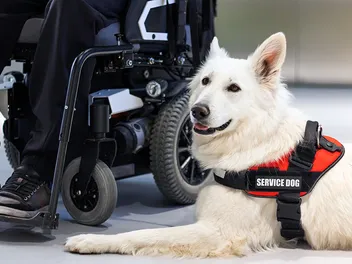 Do Service Dogs Have to Wear a Vest? Vet-Verified Facts & Info