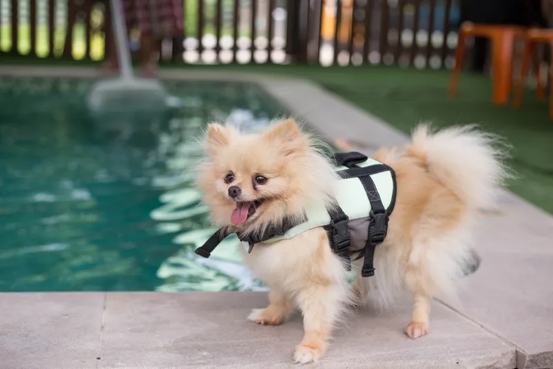 pomeranian-dog-with-a-life-jacket