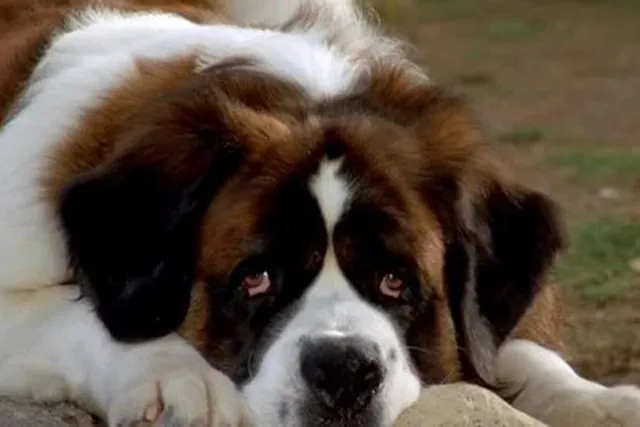 What Breed of Dog is Beethoven? Famous Movie Dogs Presented