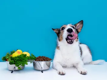 Can Dogs Be Vegan? Vet Approved Advice & Safety Tips