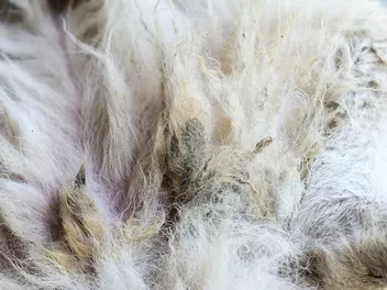 How to Deal With Severely Matted Dog Hair: 5 Vet-Approved Tips