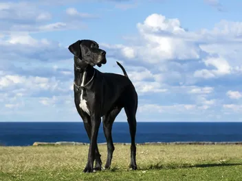 Great Dane Dog Breed Info, Pictures, Traits & More