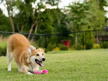 How to Teach a Dog to Bow in 7 Vet-Approved Steps